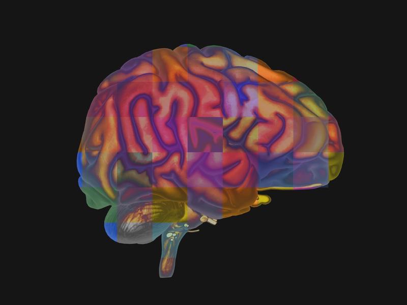 Ilustrare a creierului uman