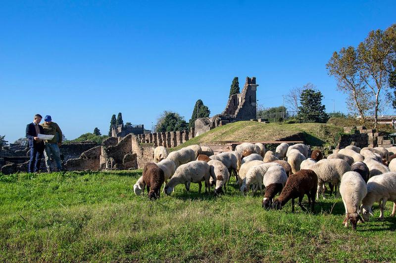 Turmă de oi în orașul antic Pompei