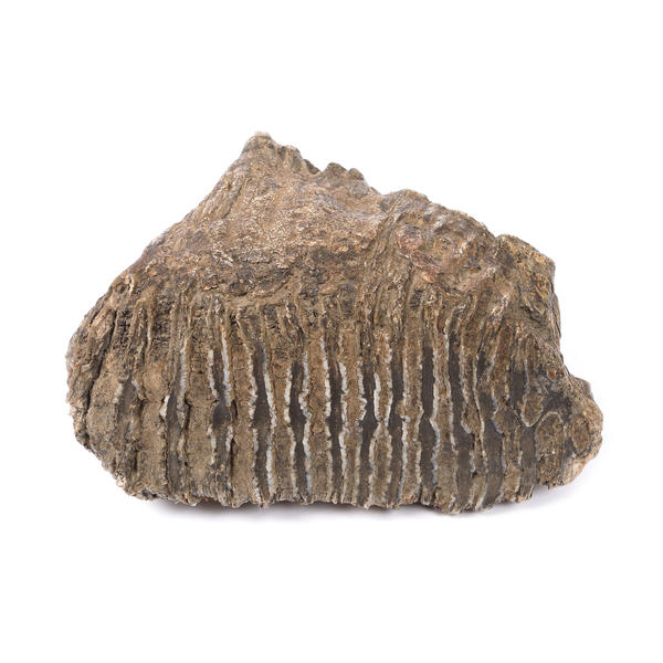Molar de mamut fosilizat, însoțit de certificat de la Institutul Geologic al României, 100.000 ani vechime