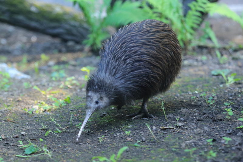 Pasărea kiwi, un simbol național pentru Noua Zeelandă
