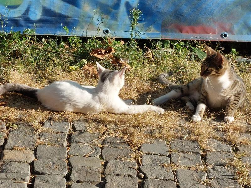 Pisici în aer liber