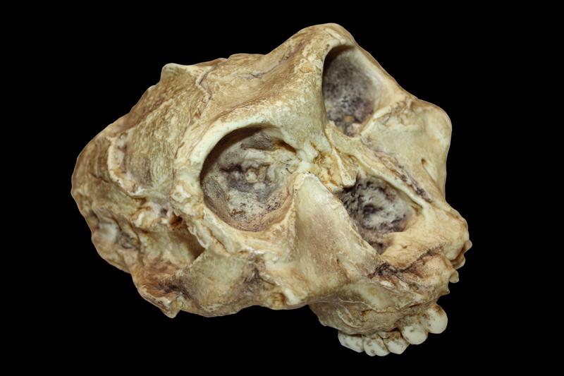 craniu de paranthropus robustus
