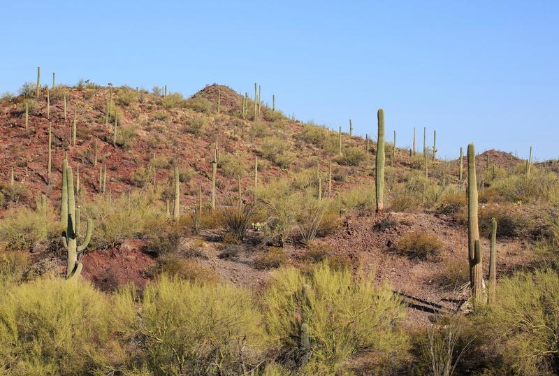 Cactuşii Saguaro