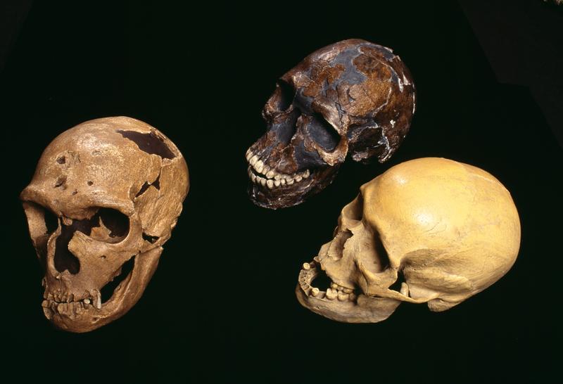fosile umane