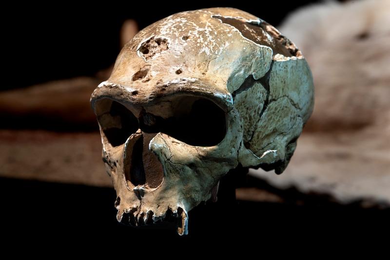 craniu neanderthalian