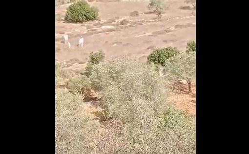 VIDEO Un palestinian a fost împușcat mortal de un colonist în timp ce culegea măsline în Cisiordania - presa israeliană