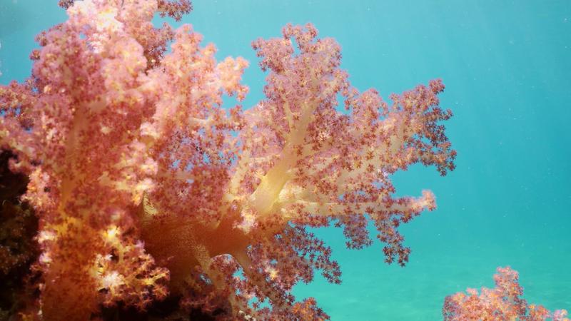 Coral „Dendronephthya”