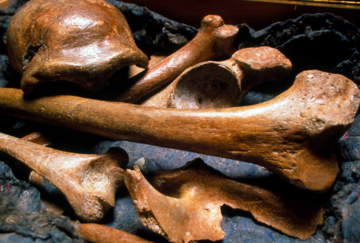 Самый древний по возрасту. Археологические предметы. Кости древних животных.