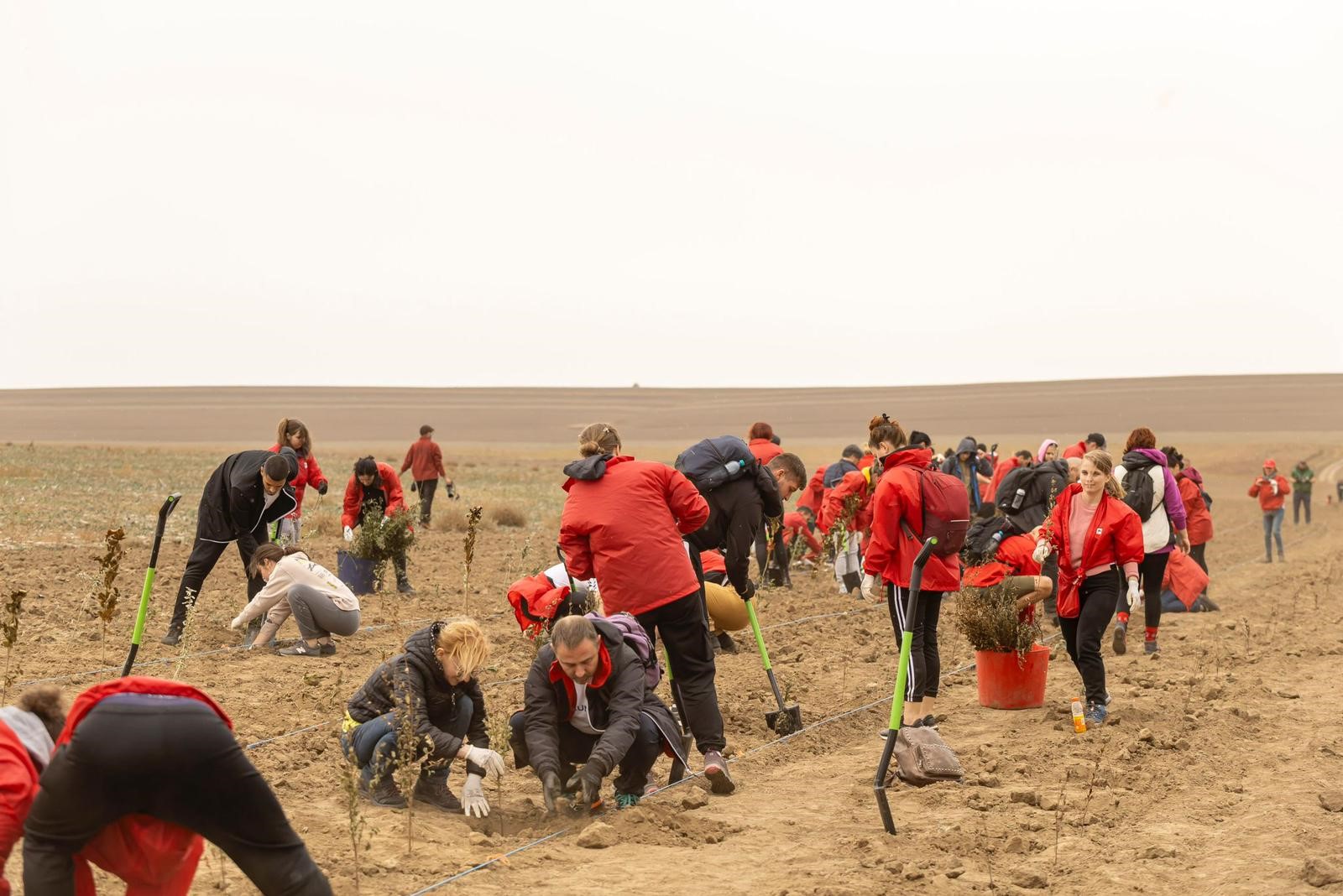 Mega Image plantează o pădure nouă, de 12.000 de copaci, unul pentru fiecare angajat