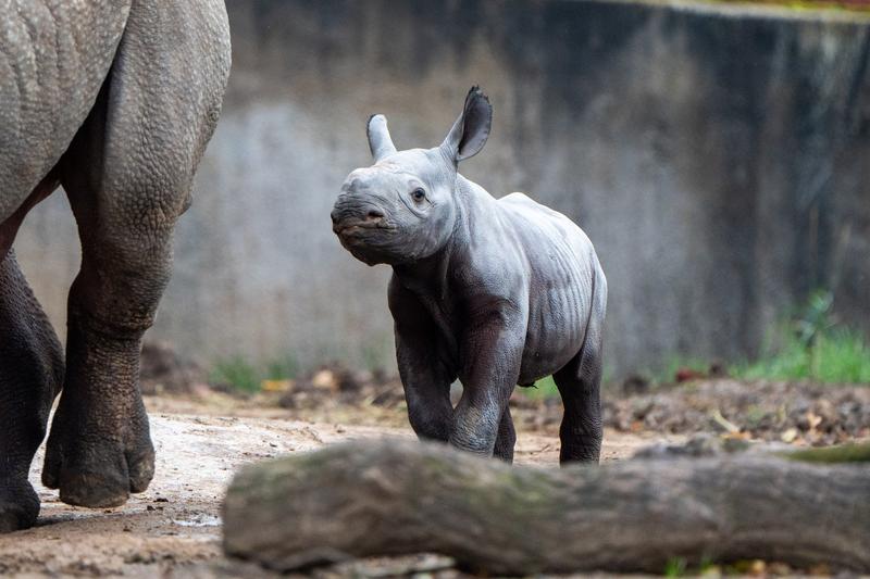 Pui de rinocer negru la Chester Zoo din Anglia