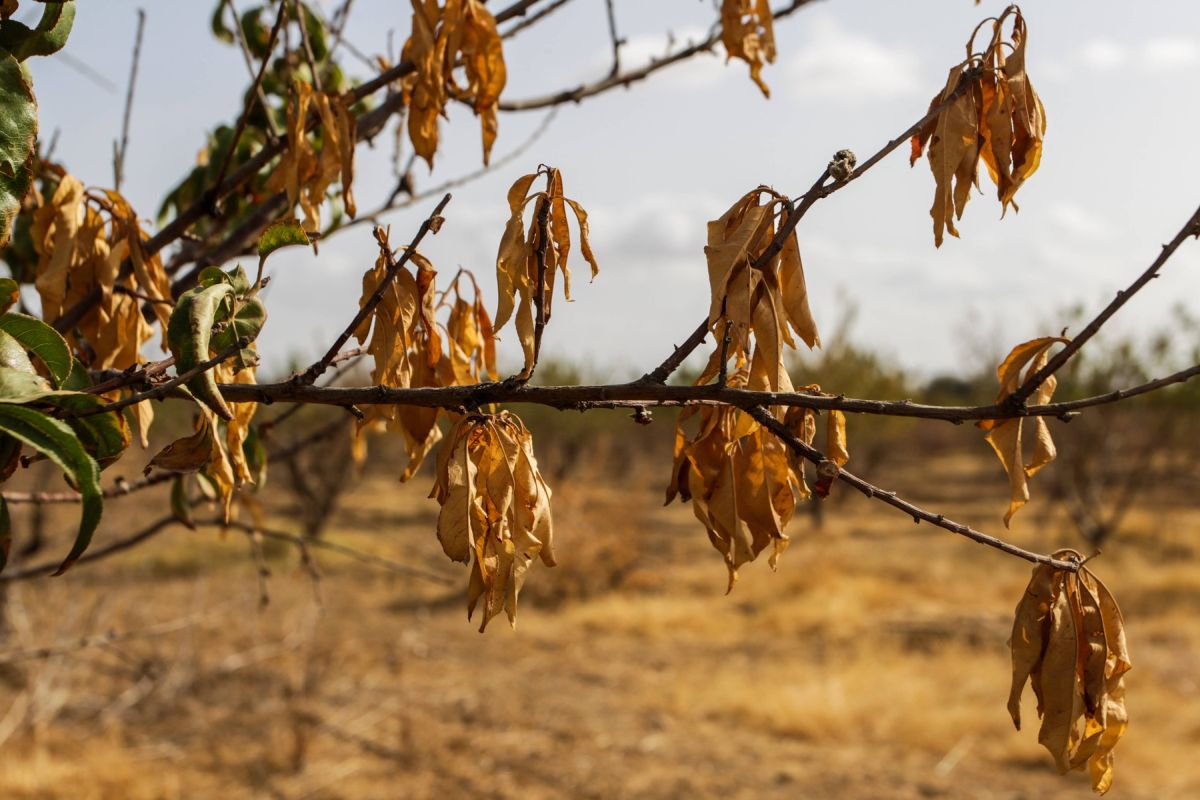 Anul 2023 va fi cel mai cald din ultimii 125.000 de ani