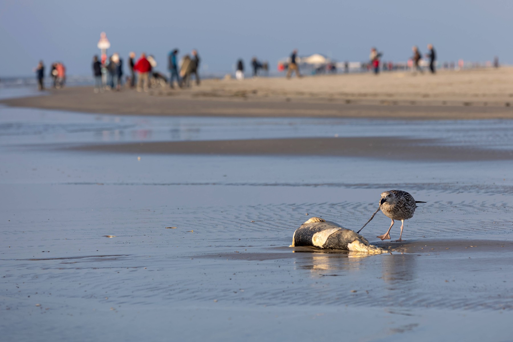 Aproape 1.000 de foci și lei de mare au murit din cauza gripei aviare în Brazilia, după ce virusul s-a răspândit de-a lungul coastei Americii de Sud