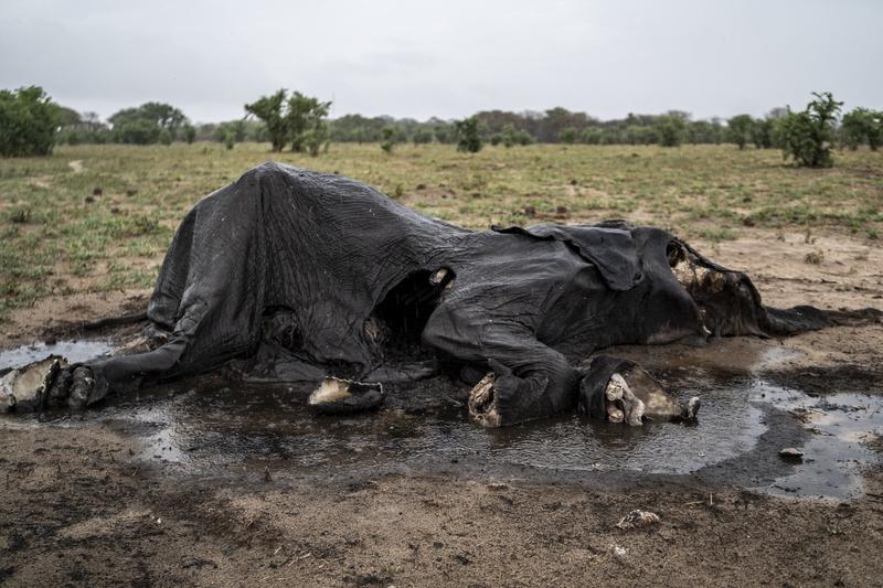 Elefanti morti in Zimbabwe