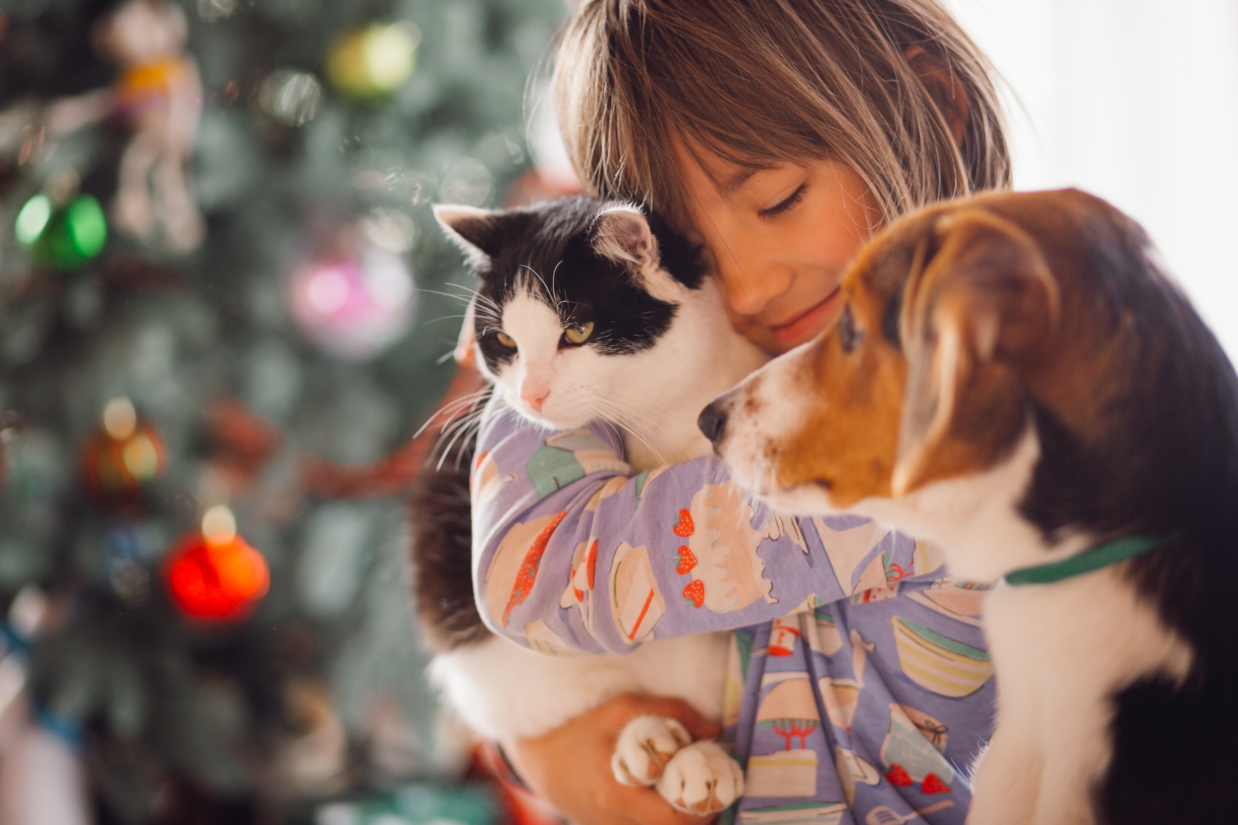 Ce pățesc animăluțele dacă sunt expuse la pocnitori sau artificii? Medicul veterinar ne spune consecințele