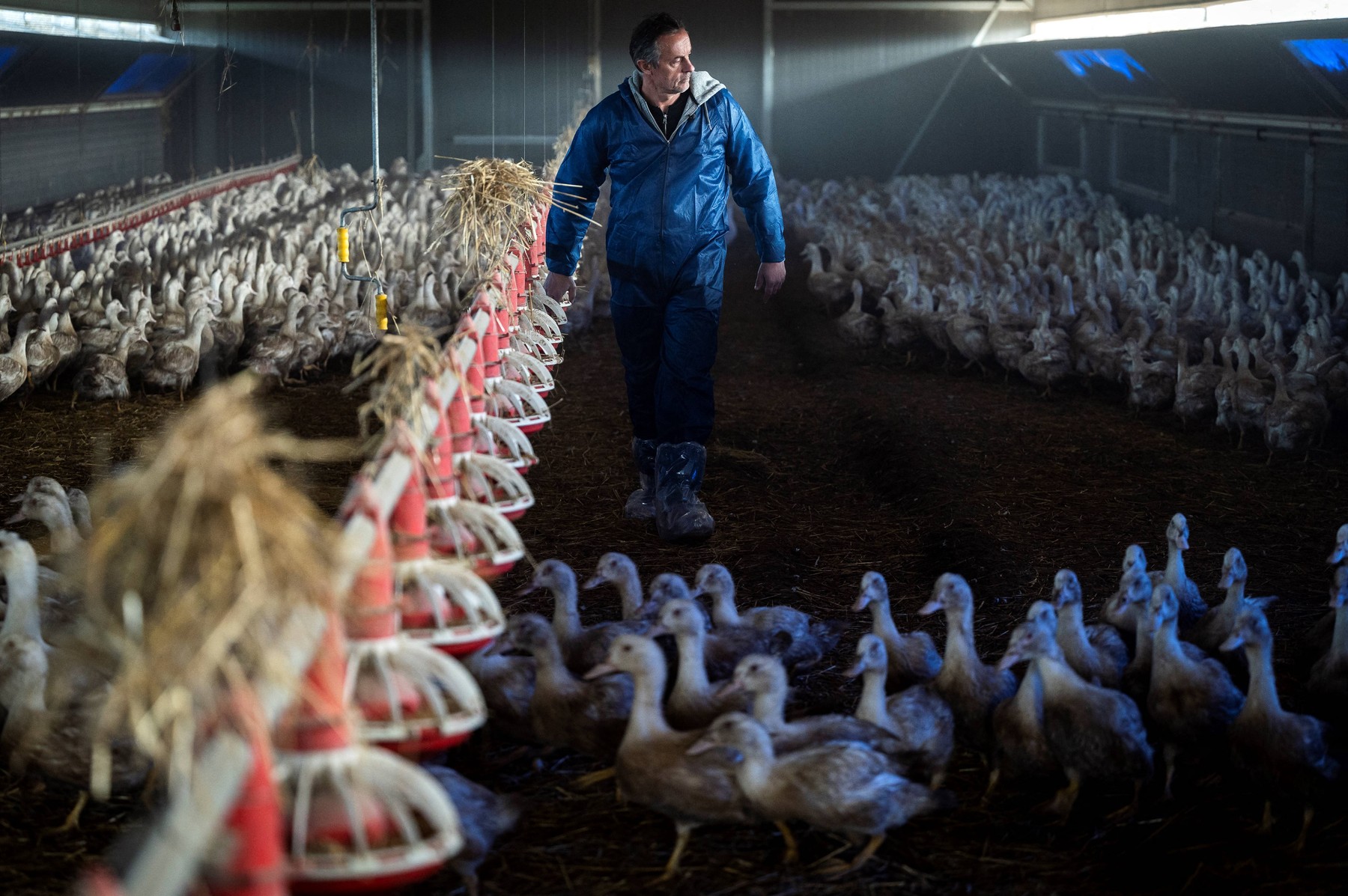 France Detects Highly Contagious Bird Flu Strain in Vaccinated Ducks, Posing Threat to Meat Industry