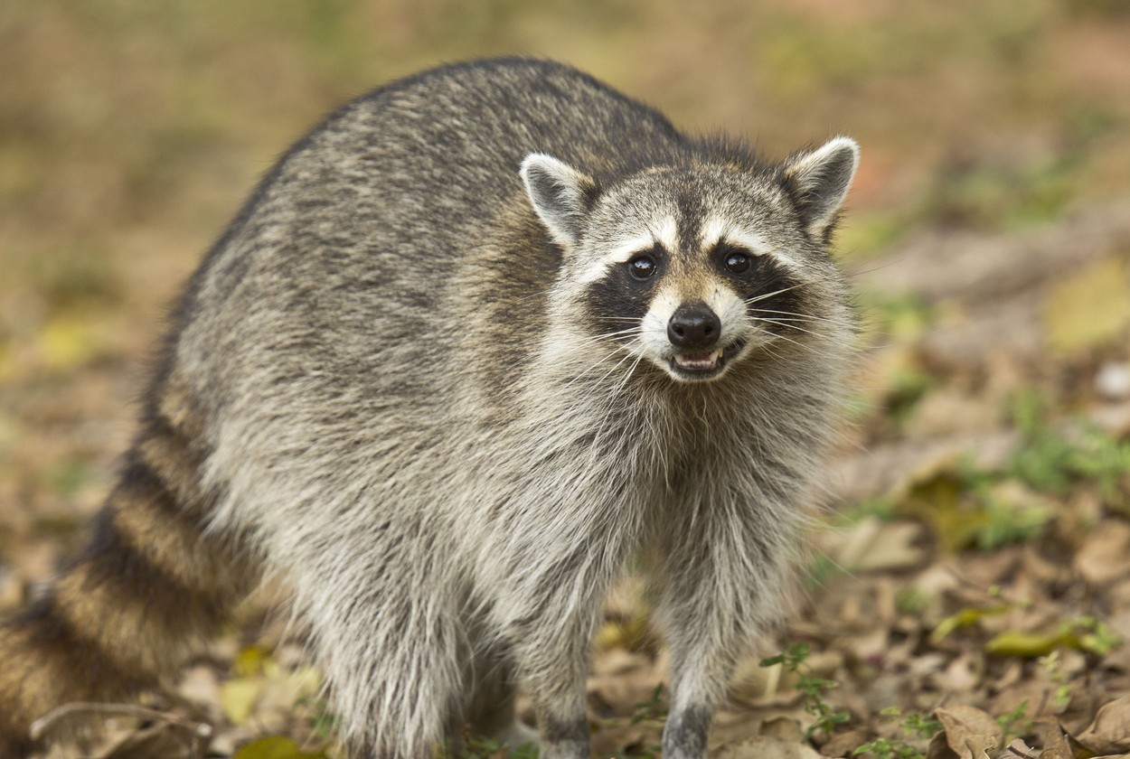 ​Un raton curios a provocat haos: oameni blocați în lifturi, semafoare oprite și mii de oameni în beznă, în cel mai mare oraș din Canada