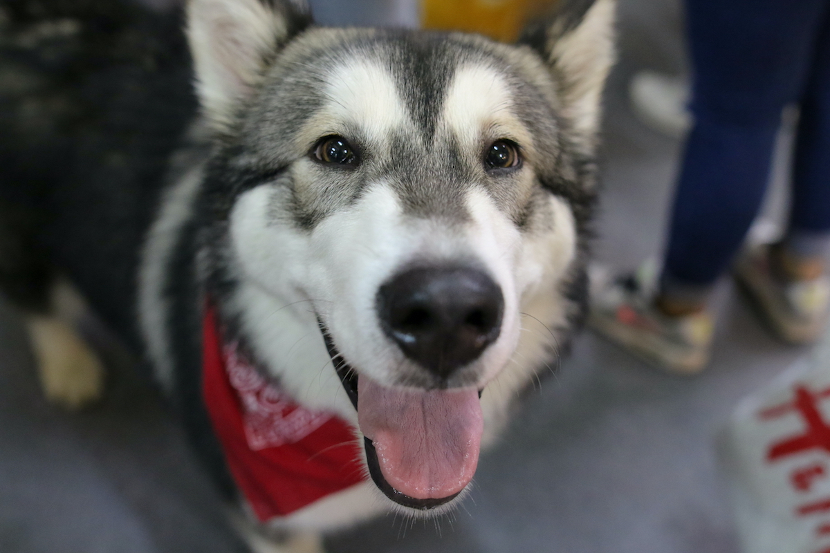 Weekend trending în București, 16-17 martie: locuri nou deschise în oraș, prin cosmos cu Dumitru Prunariu și cel mai important târg dedicat animalelor de companie din România