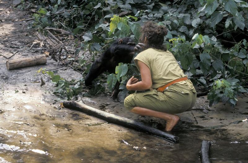 interacțiune om cimpanzeu