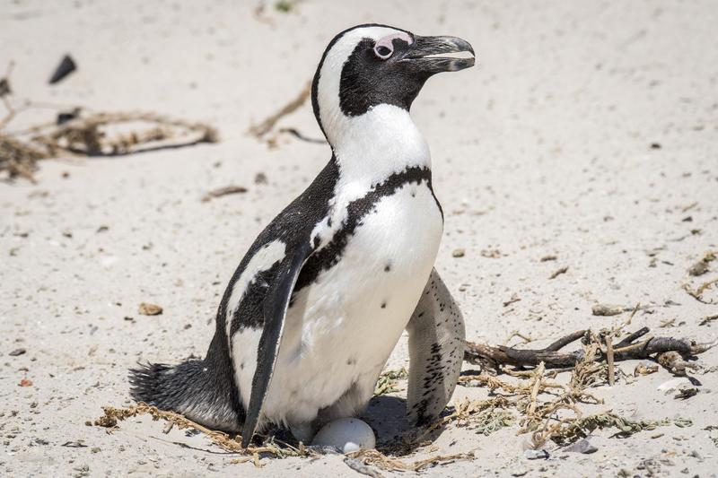 Pinguin African