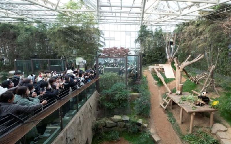 Fu Bao, primul panda uriaş născut în Coreea de Sud, pleacă în China