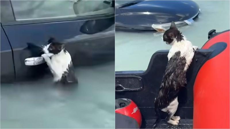 Pisica salvată în timpul inundațiilor din Dubai