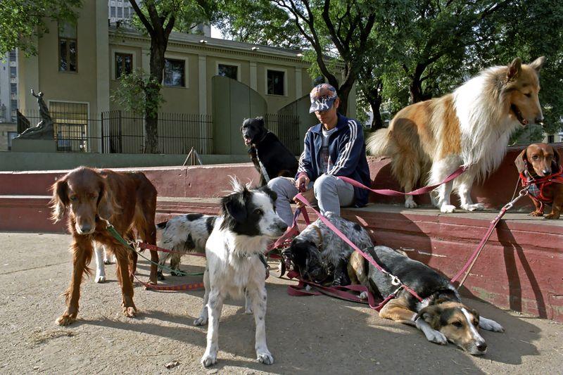 Tanar, plătit sa plimbe câini in Argentina