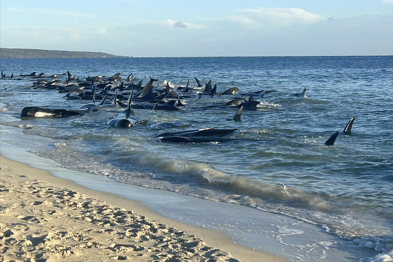 Balene eșuate pe o plajă din Australia