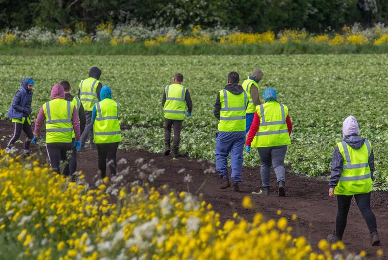 Muncitori emigranți în agricultură în UK