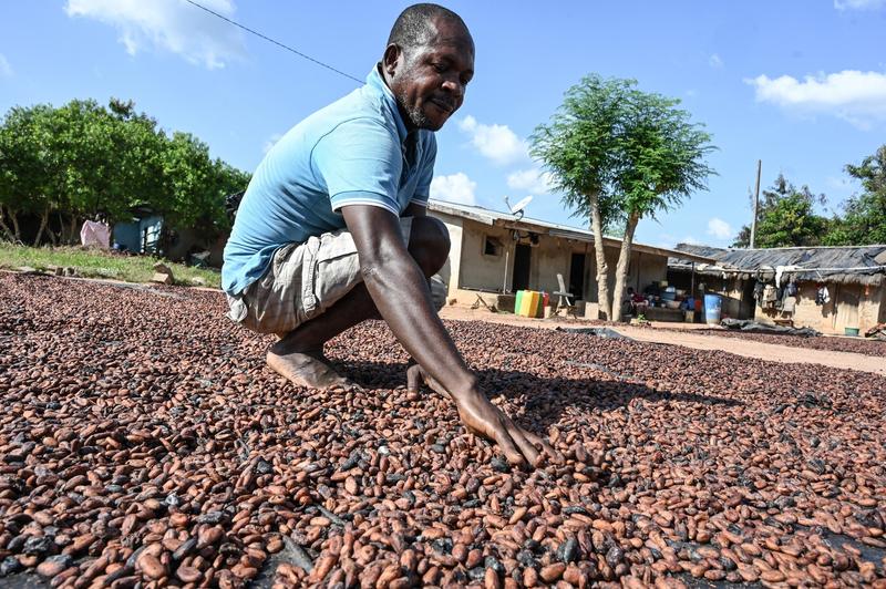 Un cultivator de cacao  în Bringakro