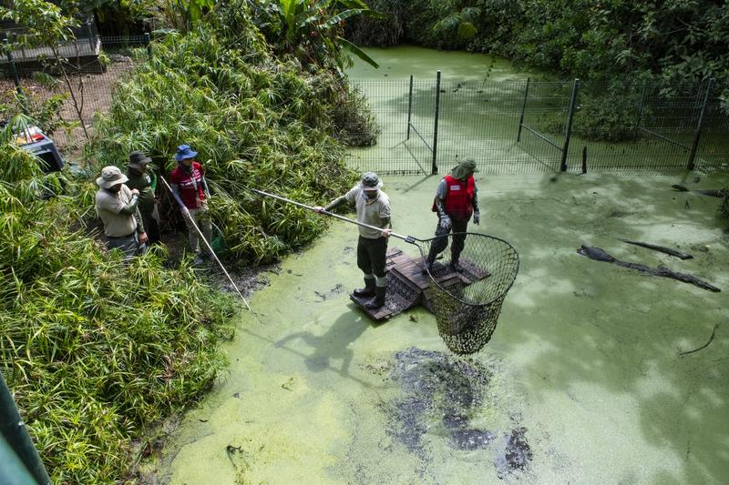 Membri ai Ministerului Mediului din Costa Rica scot animalele din apă după închiderea Grădinii Zoologice Simon Bolivar din San Jose, pe 11 mai 2024.