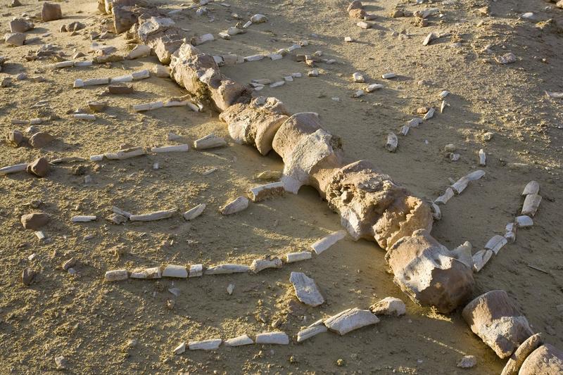 schelet fosilizat al unei balene