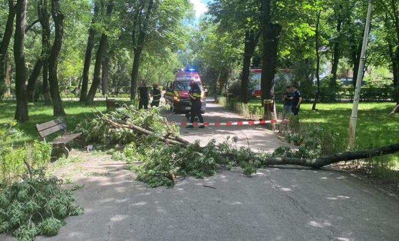 Copac căzut în Parc Bazilescu