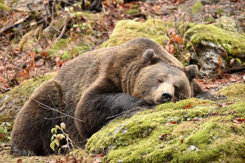 Urs brun (imagine generică)