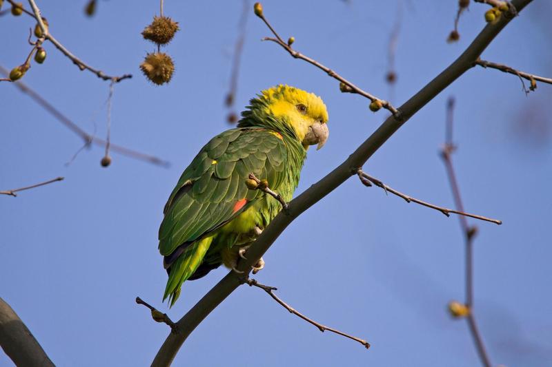 Papagal amazonian cu cap galben